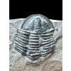 Trilobit Asaphicus wheeleri – Utah, USA