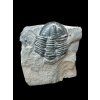 Trilobite Asaphicus wheeleri – Utah, USA