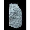 Trilobite Asaphicus wheeleri – Utah, USA