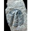 Trilobit Asaphicus wheeleri – Utah, USA