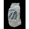 Trilobite Asaphicus wheeleri – Utah, USA