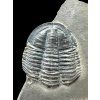 Trilobite Asaphicus wheeleri – Utah, USA
