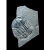 Trilobit Asaphicus wheeleri – Utah, USA