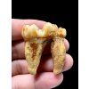 Fossil Cave Bear Tooth (Ursus spelaeus) 3,8cm – Slovakia