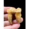 Fosilní zub jeskynního medvěda (Ursus spelaeus) 3,8cm – Slovensko