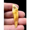 Fossil Cave Bear Tooth (Ursus spelaeus) 4,1cm – Slovakia