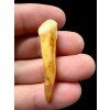 Fossil Cave Bear Tooth (Ursus spelaeus) 4,1cm – Slovakia