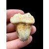 Fosilní zub jeskynního medvěda (Ursus spelaeus) 3,8cm – Slovensko