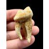 Fossil Cave Bear Tooth (Ursus spelaeus) 3,8cm – Slovakia