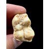 Fossil Cave Bear Tooth (Ursus spelaeus) 3,8cm – Slovakia