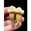 Fosilní zub jeskynního medvěda (Ursus spelaeus) 3,8cm – Slovensko