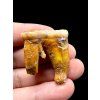 Fossil Cave Bear Tooth (Ursus spelaeus) 3,6cm – Slovakia
