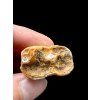Fossil Cave Bear Tooth (Ursus spelaeus) 3,6cm – Slovakia