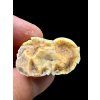 Fossil Cave Bear Tooth (Ursus spelaeus) 3,6cm – Slovakia