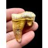 Fossil Cave Bear Tooth (Ursus spelaeus) 3,6cm – Slovakia