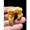 Fossil Cave Bear Tooth (Ursus spelaeus) – Slovakia