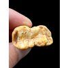 Fossil Cave Bear Tooth (Ursus spelaeus) 3,3cm – Slovakia