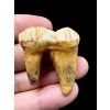 Fossil Cave Bear Tooth (Ursus spelaeus) 3,3cm – Slovakia