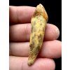Fossil Cave Bear Tooth (Ursus spelaeus) 4,7cm – Slovakia