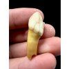 Fossil Cave Bear Tooth (Ursus spelaeus) 3,3cm – Slovakia