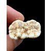 Fossil Cave Bear Tooth (Ursus spelaeus) 3,5cm – Slovakia