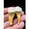 Fossil Cave Bear Tooth (Ursus spelaeus) 3,5cm – Slovakia