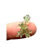 Moldavite – Besednice Jezkovna – 0,5g
