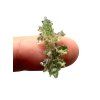 Moldavite – Besednice Jezkovna – 0,63g