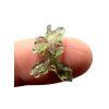 Moldavite – Besednice Jezkovna – 0,37g
