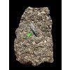Fossiler Zahn des Alligators Diplocynodon ratelii – Steinbruch Libous, CZ
