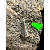 Fossiler Zahn des Alligators Diplocynodon ratelii – Steinbruch Libous, CZ