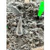 Fossiler Zahn des Alligators Diplocynodon ratelii – Steinbruch Libous, CZ