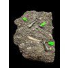 Fossiler Zahn des Alligators Diplocynodon ratelii – Steinbruch Libous, CZ