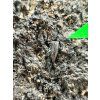 Fossiler Zahn des Alligators Diplocynodon ratelii – Steinbruch Libous, CZ