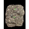 Fossiler Zahn des Alligators Diplocynodon ratelii – Steinbruch Libous, CZ