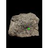 Fossil tooth of the alligator Diplocynodon ratelii – Libous Quarry, CZ