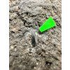 Fossiler Zahn des Alligators Diplocynodon ratelii – Steinbruch Libous, CZ
