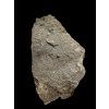 Fossiler Zahn des Alligators Diplocynodon ratelii – Steinbruch Libous, CZ
