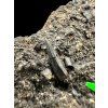 Fossiler Zahn des Alligators Diplocynodon ratelii – Steinbruch Libous, CZ