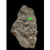 Fossiler Zahn des Alligators Diplocynodon ratelii – Steinbruch Libous, CZ