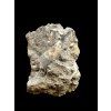 Orthoceras Cephalopod Fossil – Kosov Quarry, Czech Republic