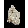 Brachiopoda Hircinisca megaera – Steinbruch Kosov, Tschechien