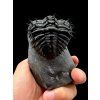 Trilobite Drotops Armatus – Maader, Morocco