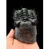 Trilobite Drotops Armatus – Maader, Morocco