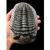 Trilobite Drotops Armatus – Maader, Morocco