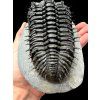 Trilobit Drotops Armatus – Maader, Maroko