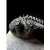 Trilobit Drotops Armatus – Maader, Marokko