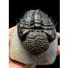 Trilobit Drotops Armatus – Maader, Maroko