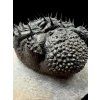Trilobite Drotops Armatus – Maader, Morocco