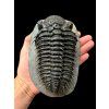Trilobit Drotops Armatus – Maader, Maroko